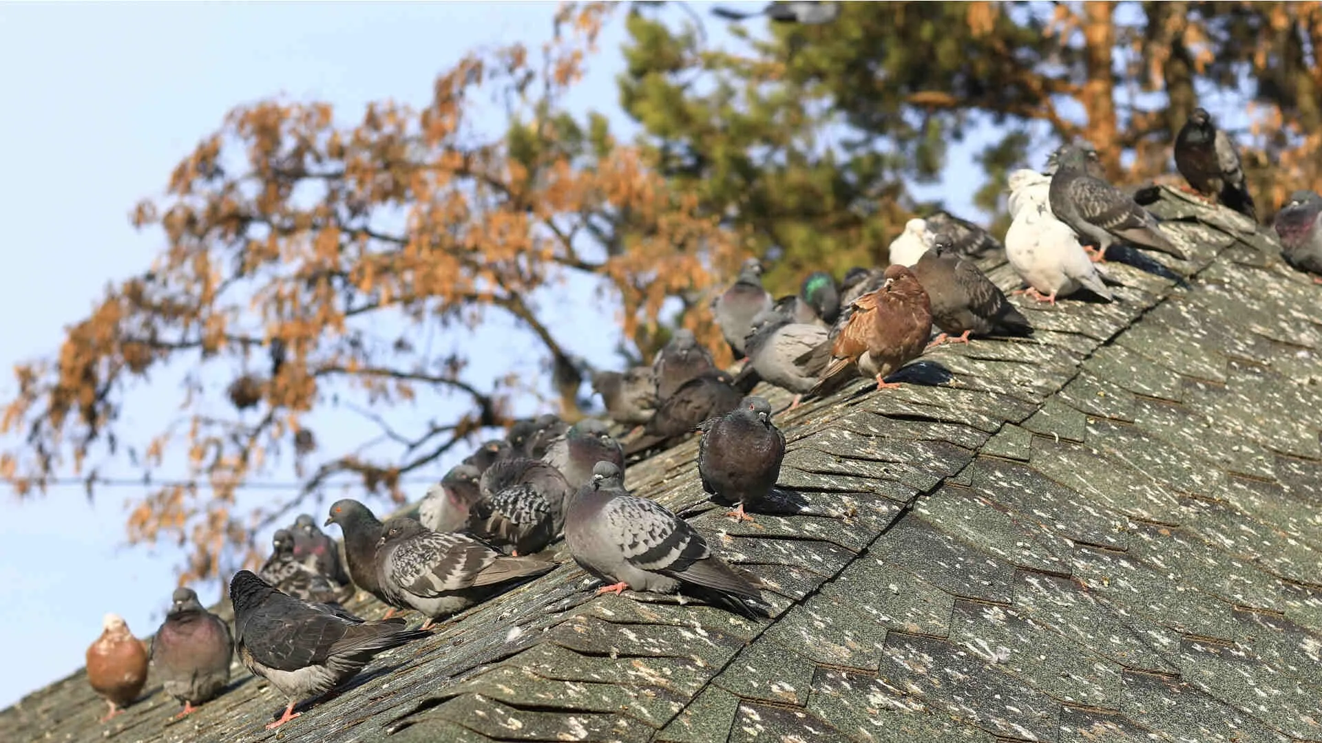 How to get rid of pigeons on the roof?