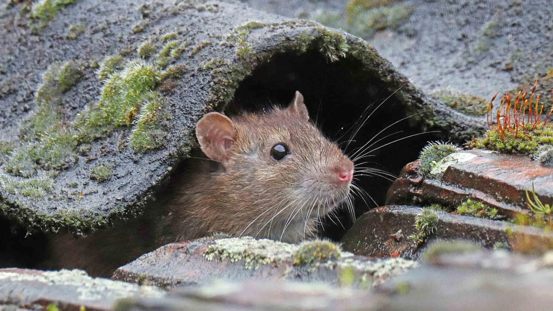 Are Roof Rats Dangerous?
